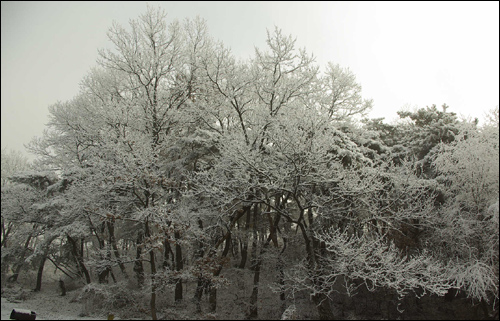 논산시 양촌면 반곡초등학교 근처에 소나무 숲이 있다. 2007. 1. 29 